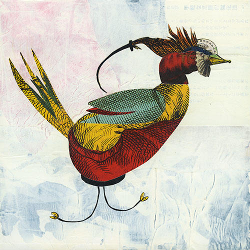 Red Bellied Dandy, 2024