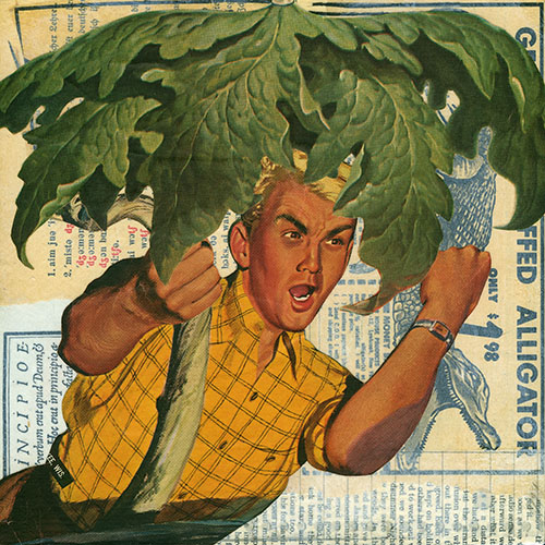 Lettuce Head, 2026