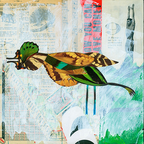 Pallid Swoopwing, 2025